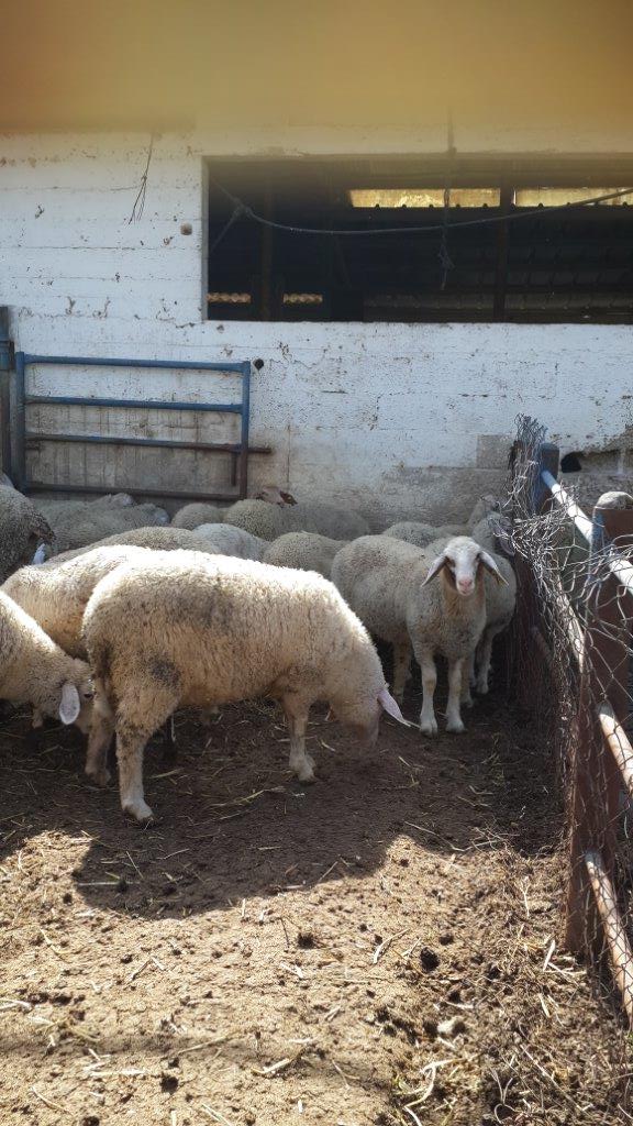 כבשים רבות במגידו בחווה