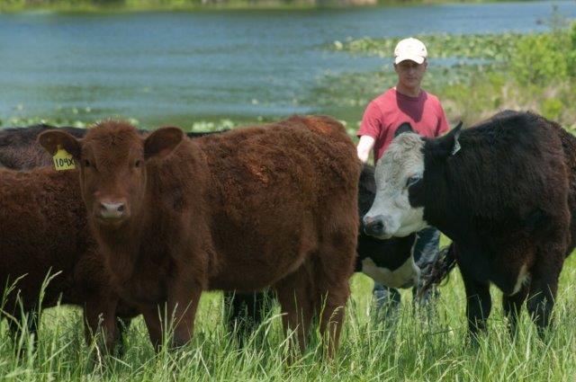usda-cattle